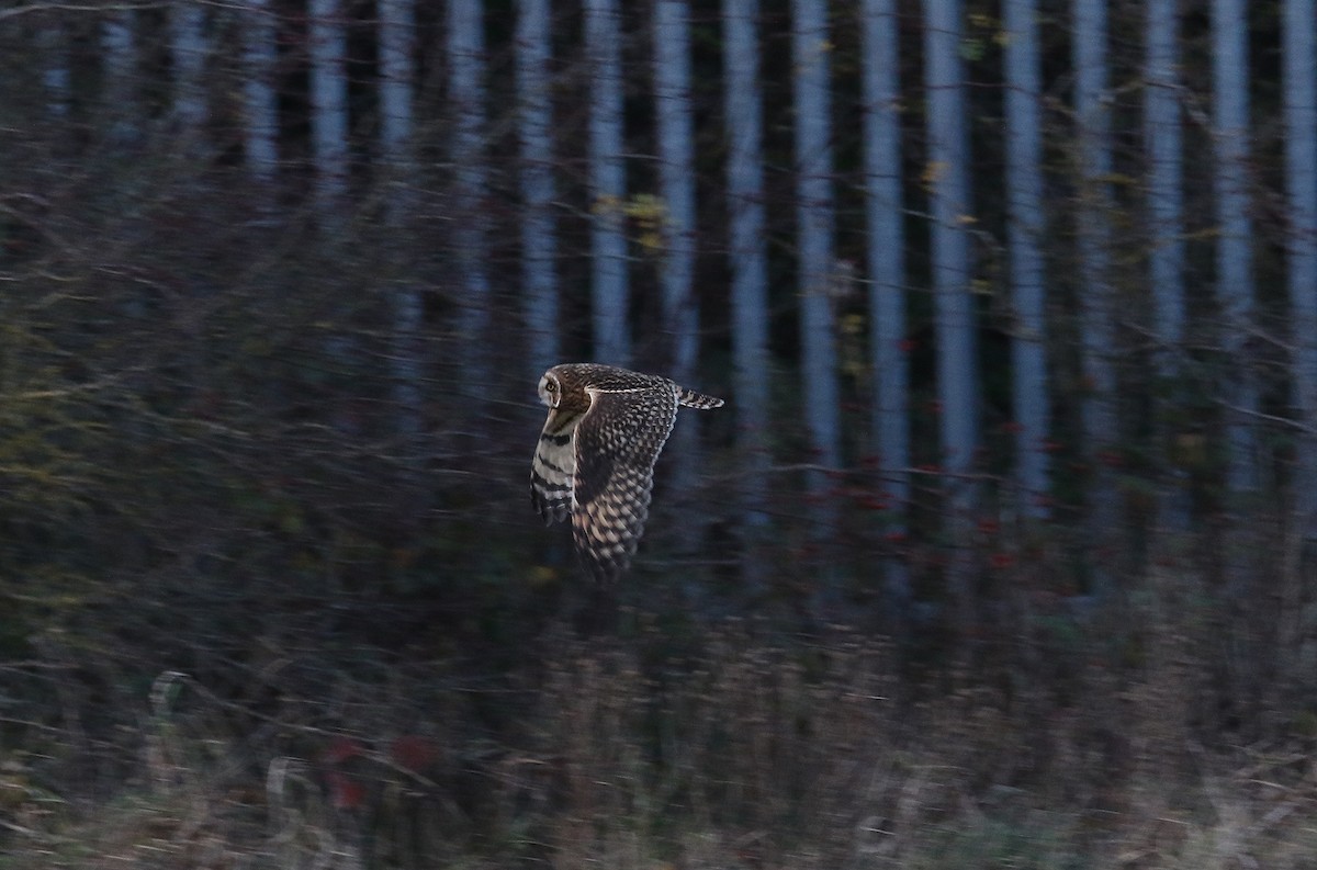 Short-eared Owl - ML611618130