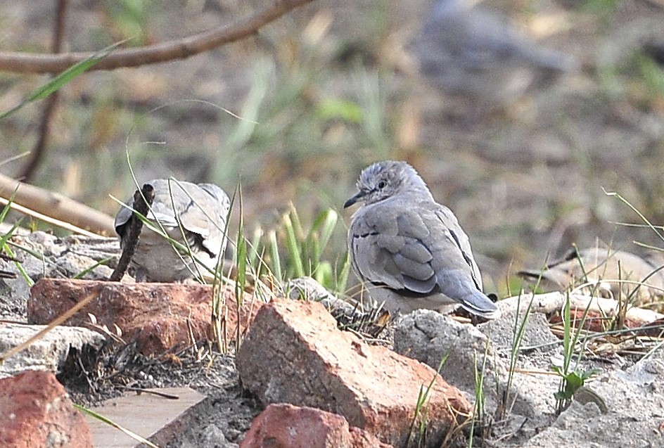 Picui Ground Dove - ML611618138