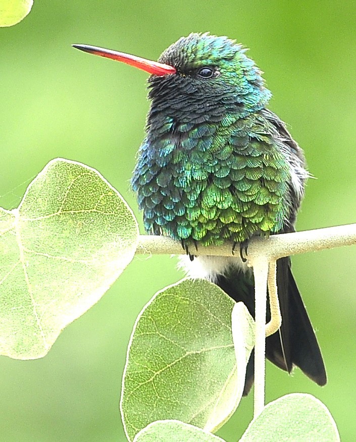 Glittering-bellied Emerald - ML611618145