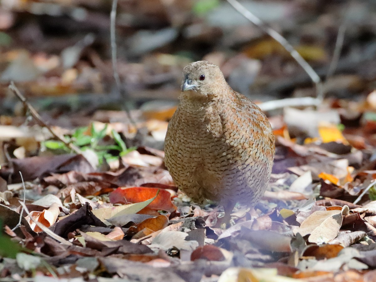 Brown Quail - ML611618150