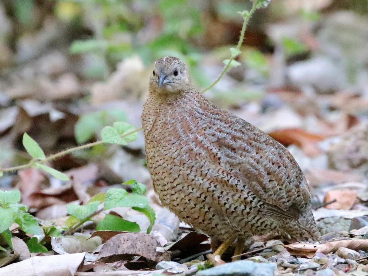 Brown Quail - ML611618153