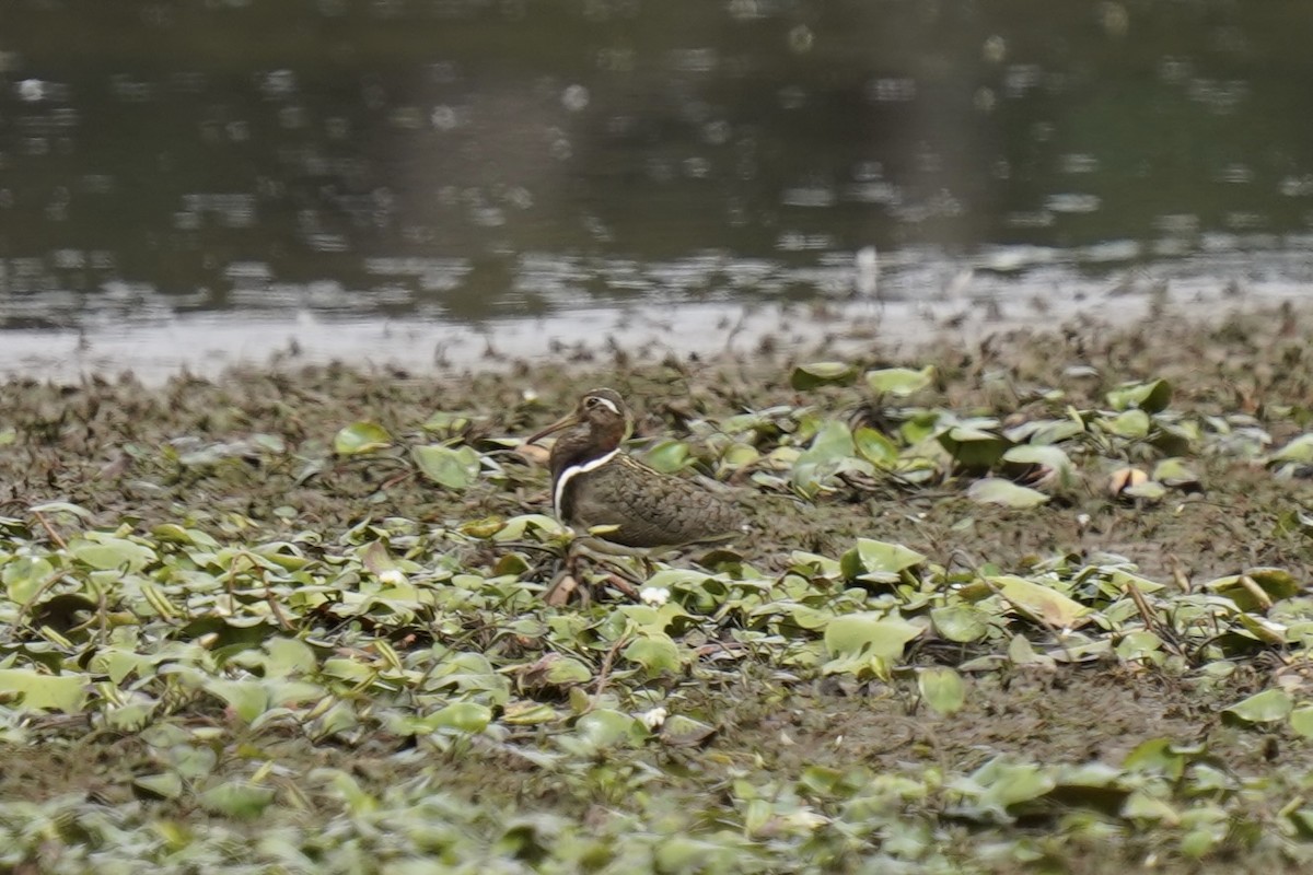 Australian Painted-Snipe - ML611618223