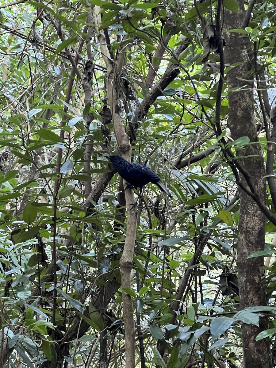 Blue Whistling-Thrush - ML611618244