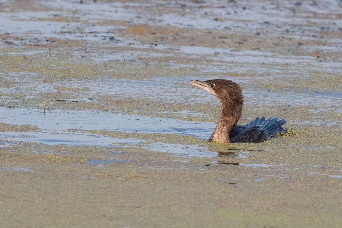 Pygmy Cormorant - ML611618256