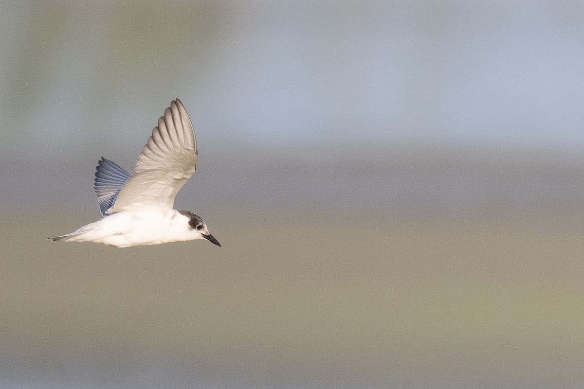 White-winged Tern - ML611618258
