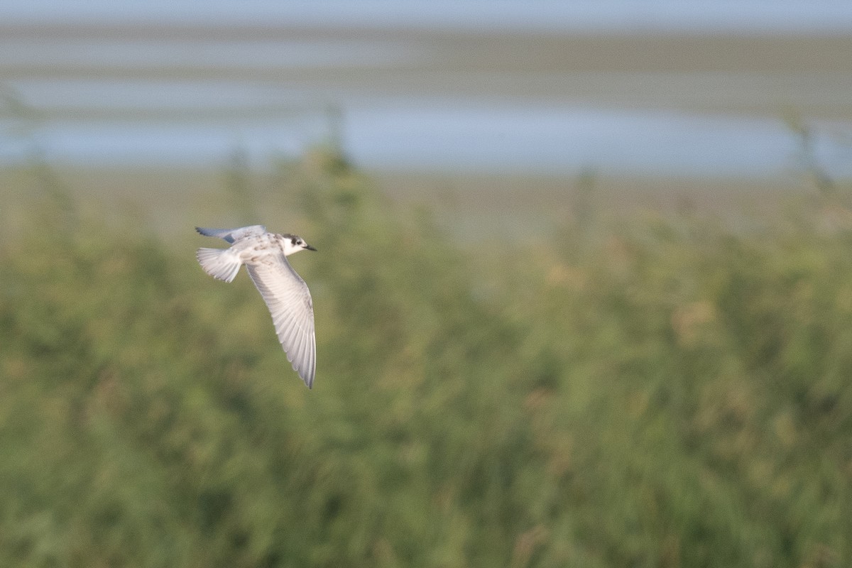 White-winged Tern - ML611618259