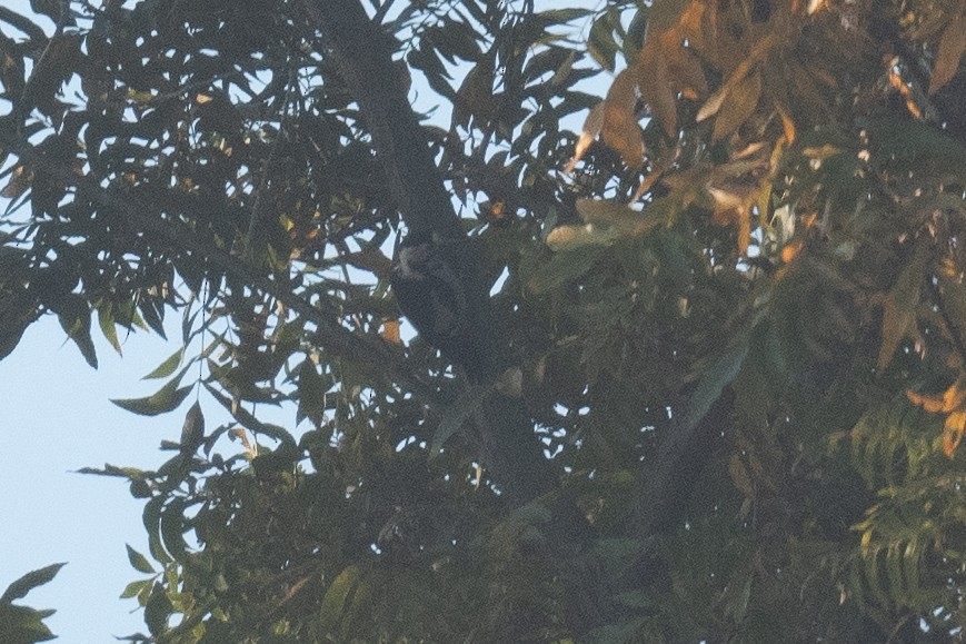 Syrian Woodpecker - ML611618300