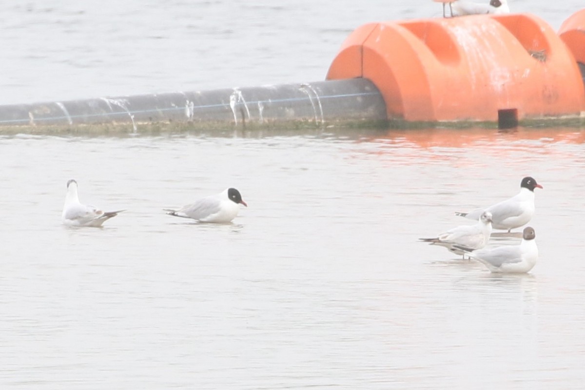 Black-headed x Mediterranean Gull (hybrid) - ML611618307