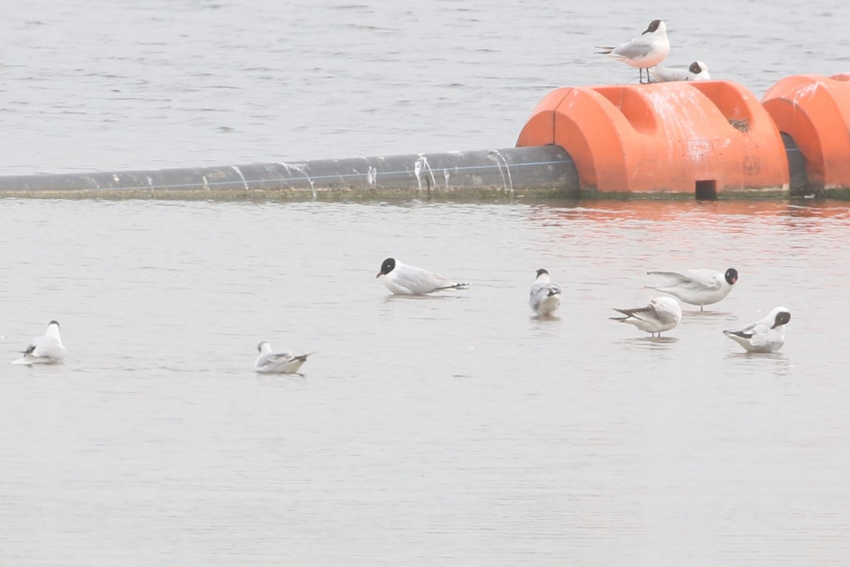 Hybride Mouette rieuse x M. mélanocéphale - ML611618308