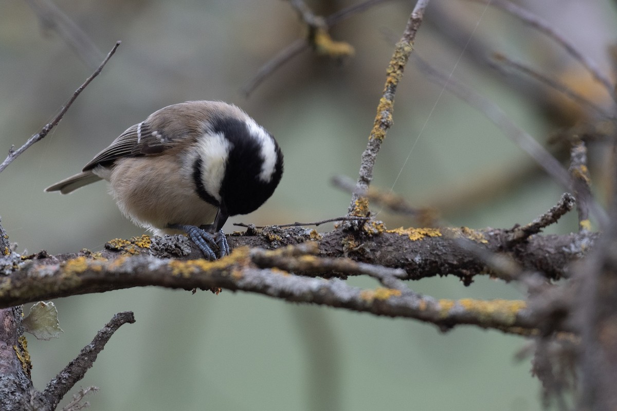 Coal Tit - ML611618341