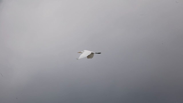 Great Egret - ML611618360