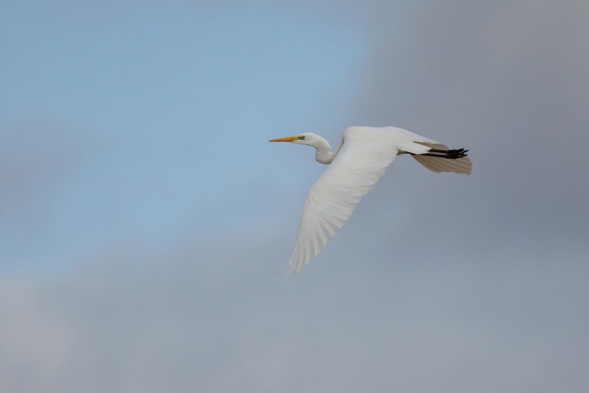 Great Egret - ML611618361