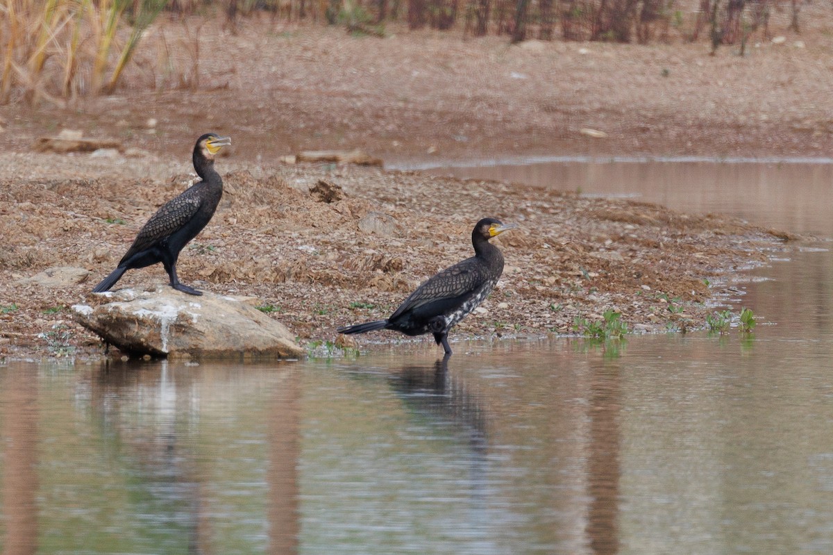 Great Cormorant - ML611618363