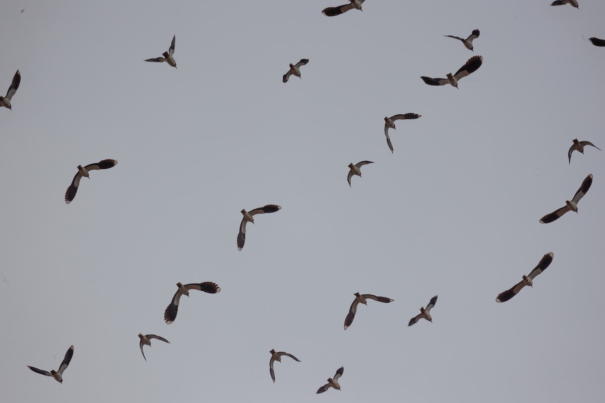 Northern Lapwing - ML611618364