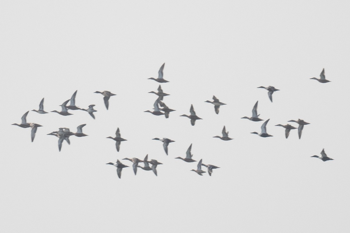 Northern Shoveler - ML611618377