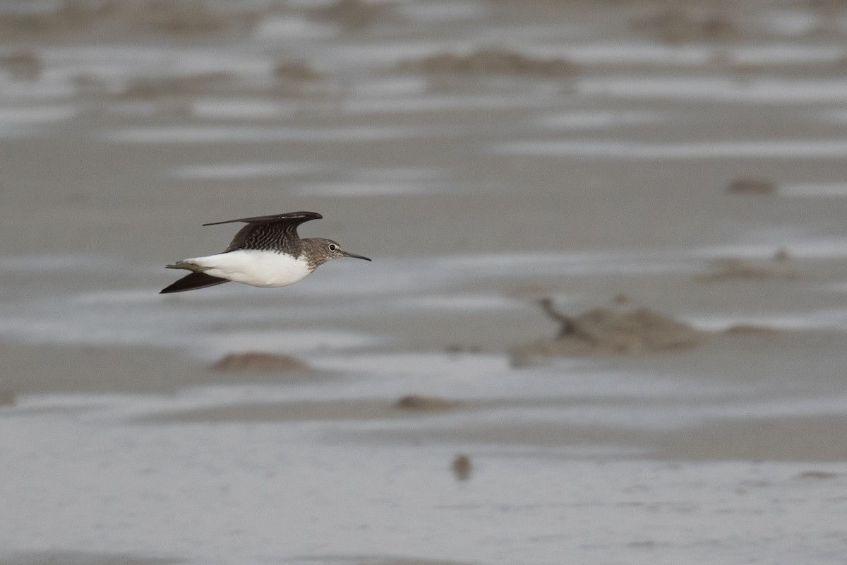 Green Sandpiper - Ben  Lucking