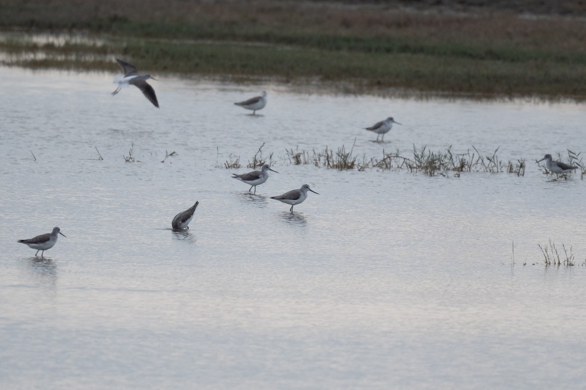 Common Greenshank - ML611618407