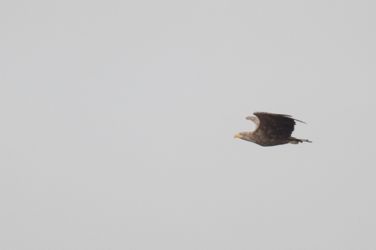 White-tailed Eagle - ML611618409