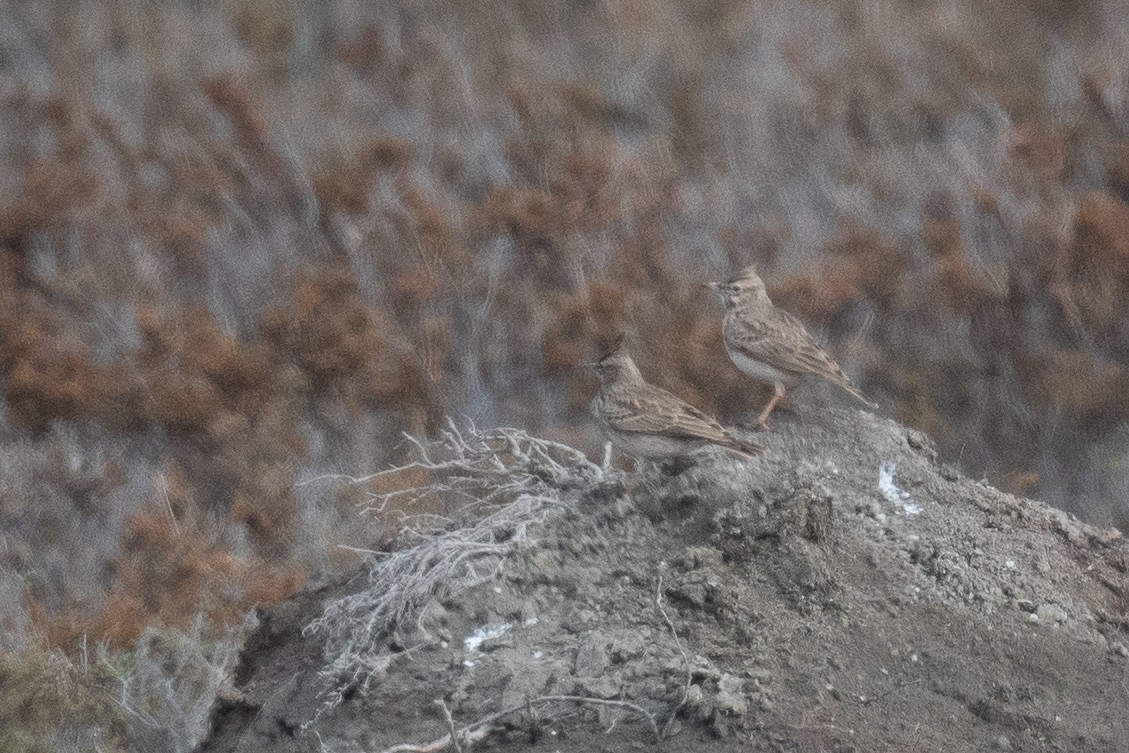 Crested Lark - ML611618430