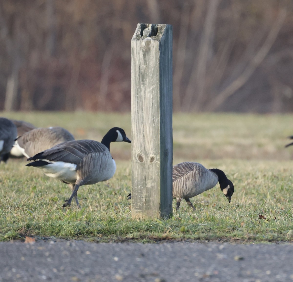 Cackling Goose (Richardson's) - ML611618435