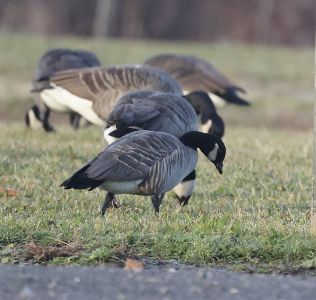 Cackling Goose (Richardson's) - ML611618442