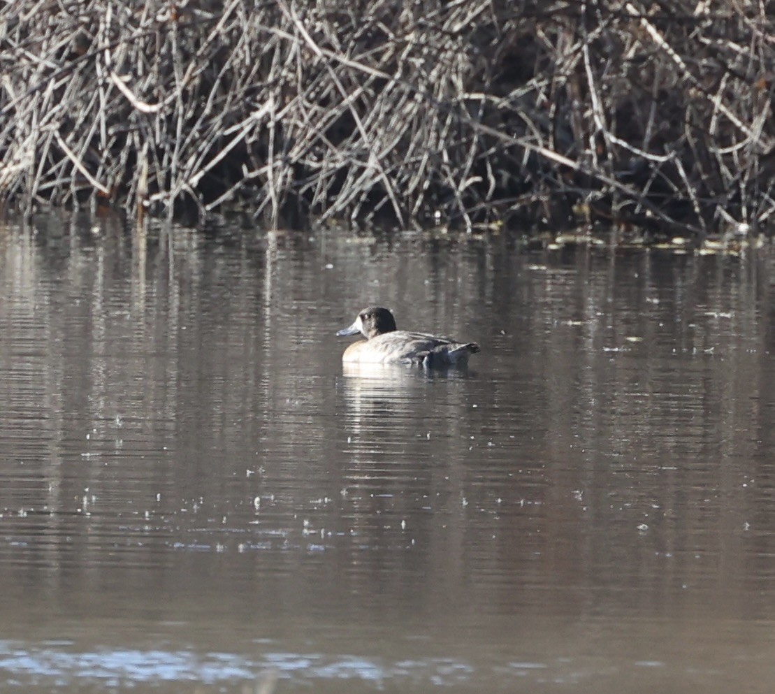 Greater Scaup - ML611618471