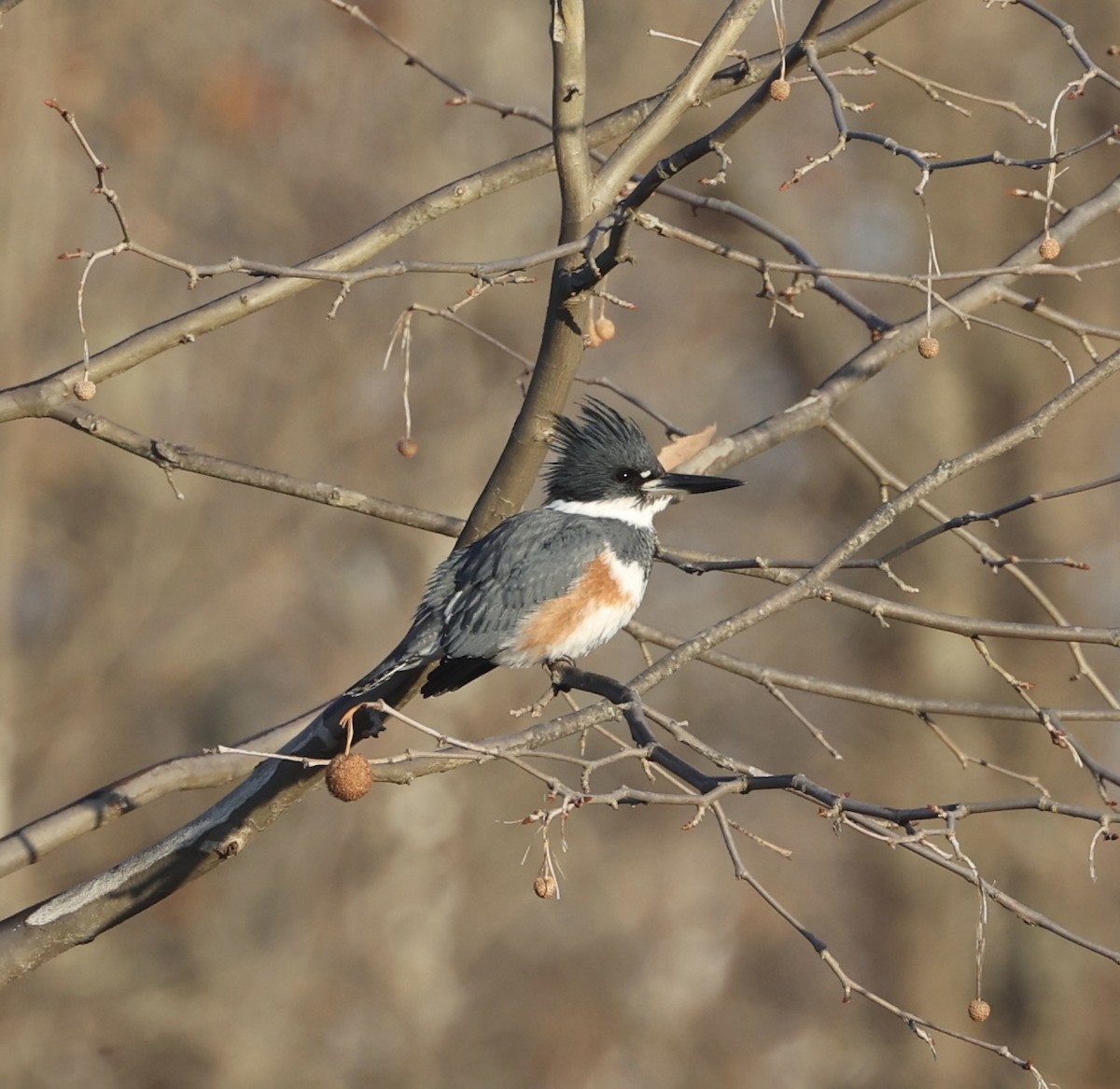 Belted Kingfisher - ML611618483