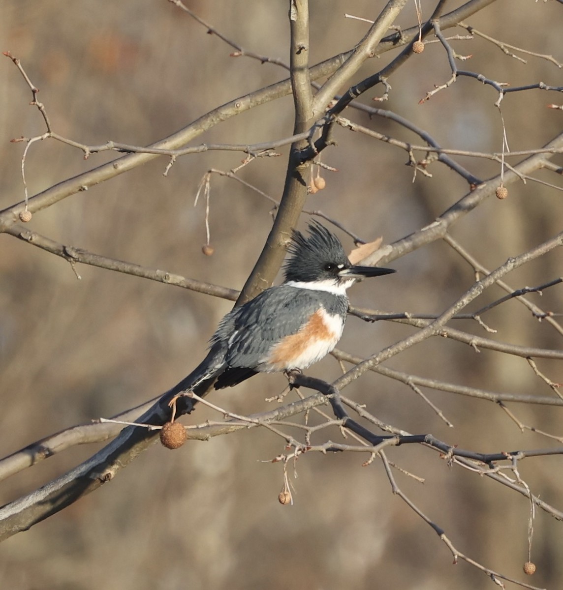 Belted Kingfisher - ML611618492