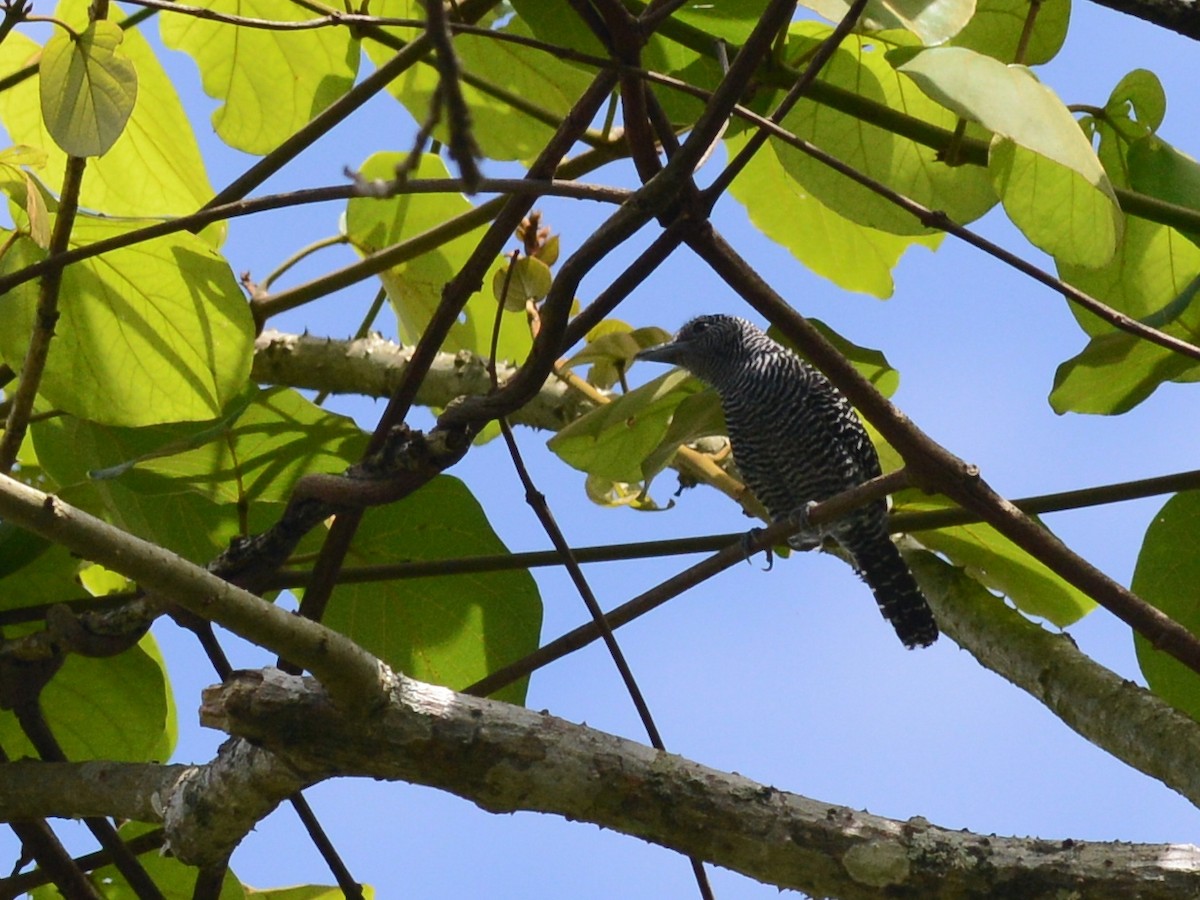 Bamboo Antshrike - ML611618496