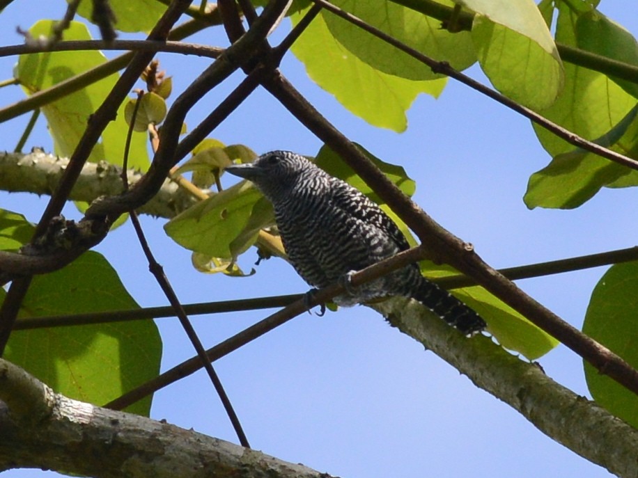 Bamboo Antshrike - ML611618497