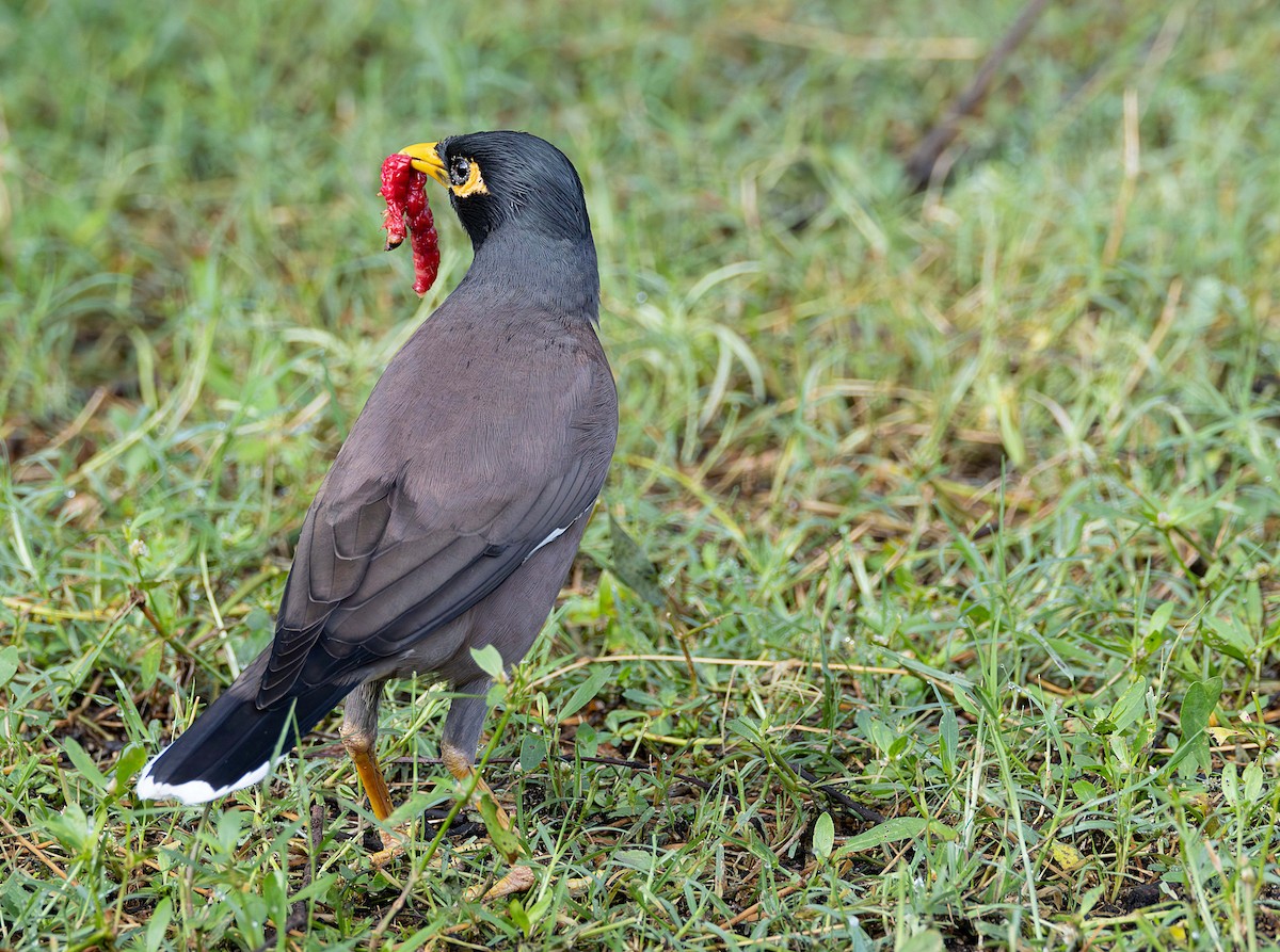 Common Myna - ML611618524