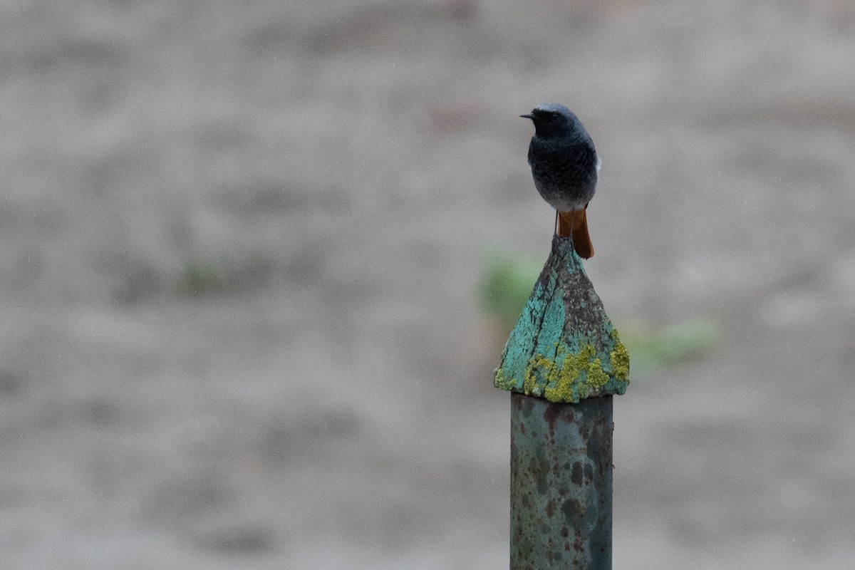 Black Redstart - ML611618538