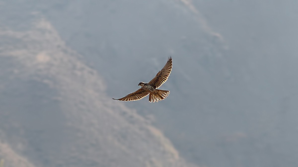 Saker Falcon - ML611618585