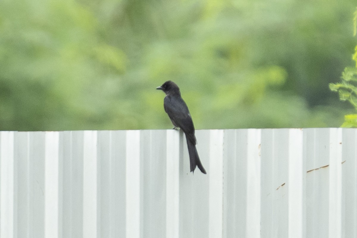 Black Drongo - ML611618597
