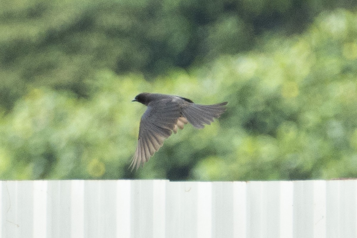 Black Drongo - ML611618598