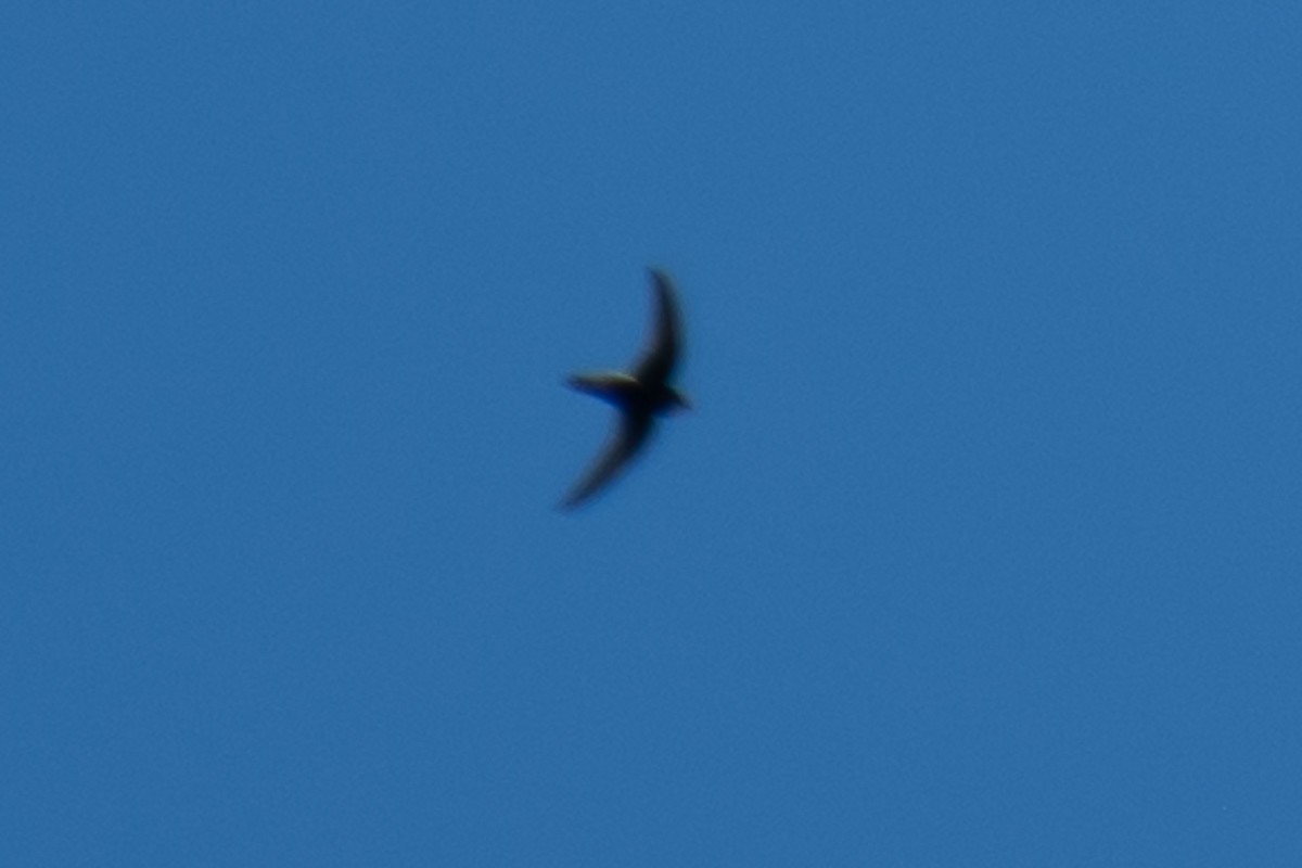 large swift sp. - ML611618625