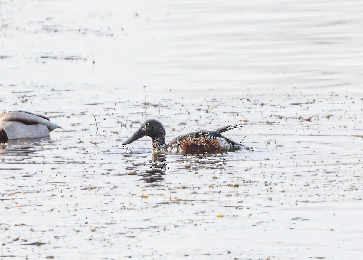 Northern Shoveler - ML611618636