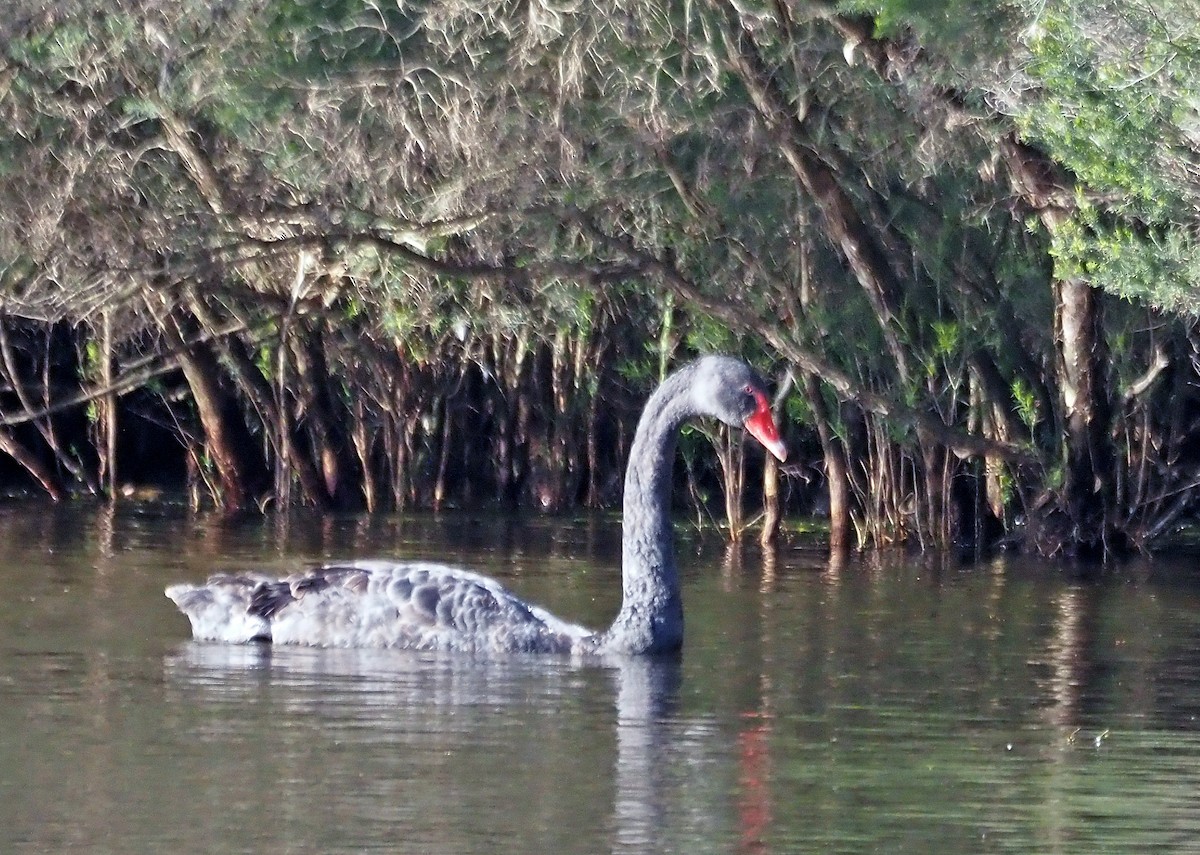 Cygne noir - ML611618742