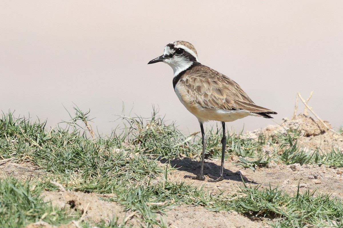 Madagascar Plover - ML611618773