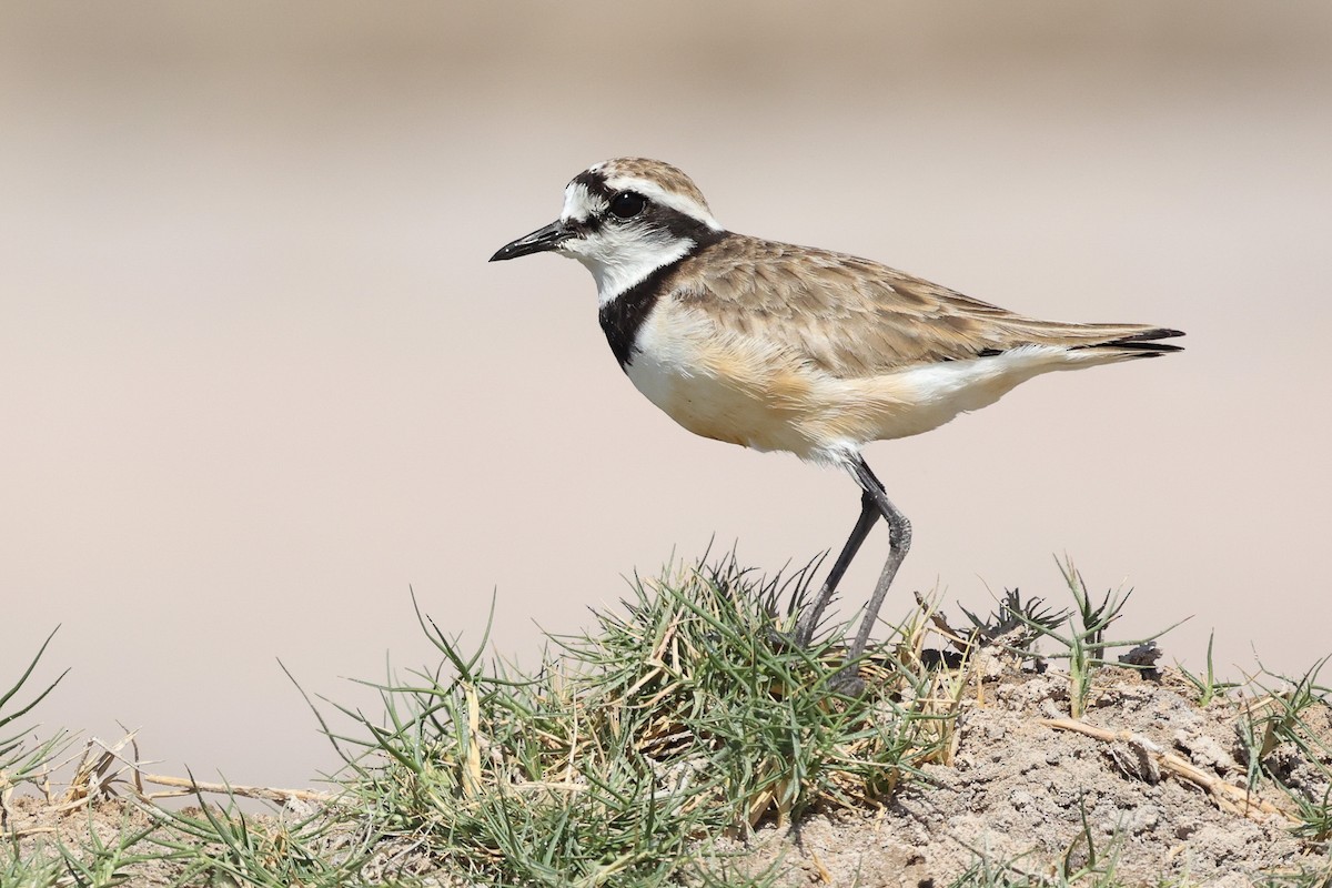 Madagascar Plover - ML611618776