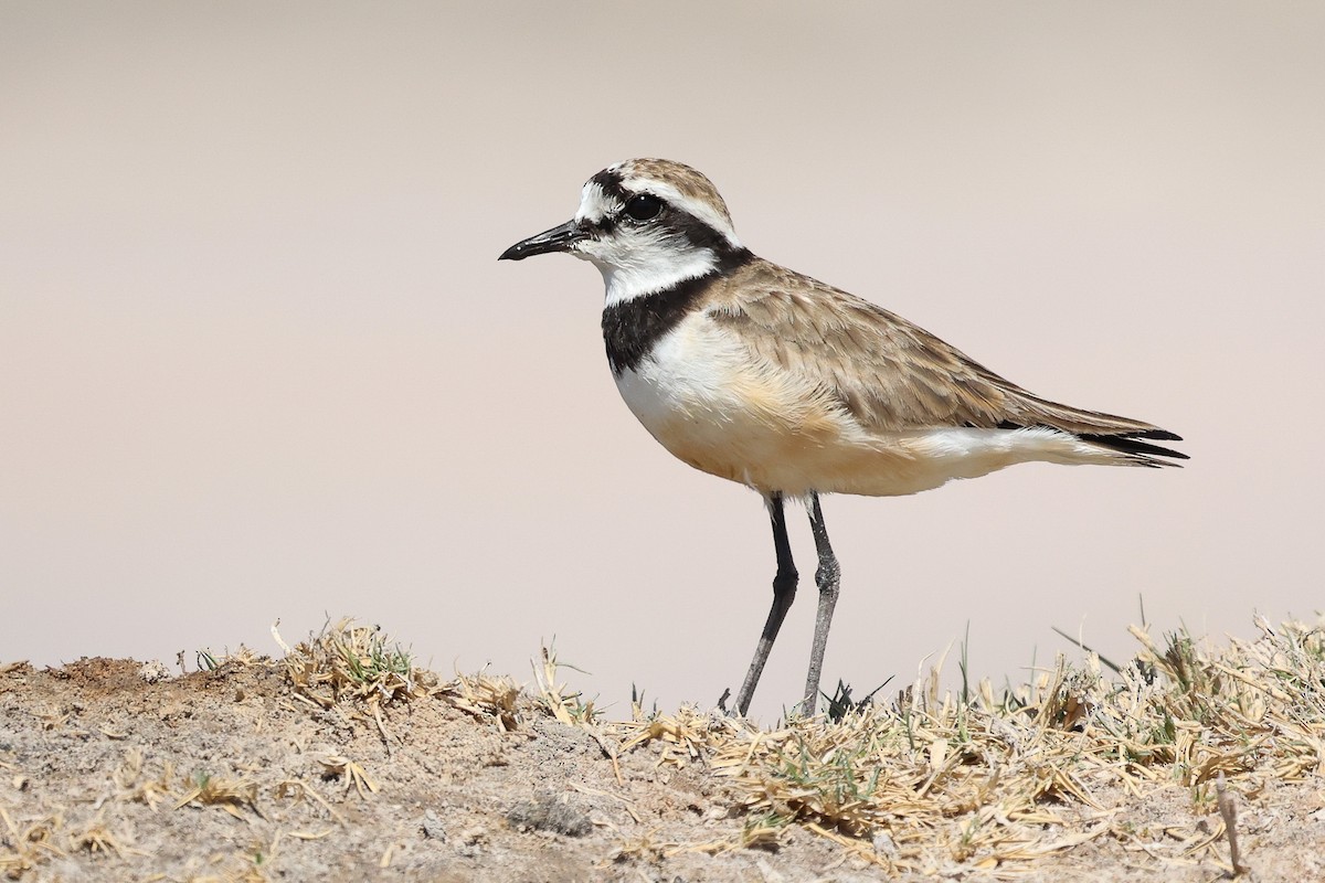 Madagascar Plover - ML611618777