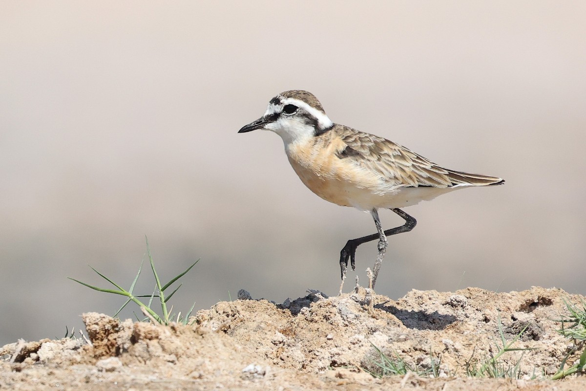Kittlitz's Plover - ML611618780