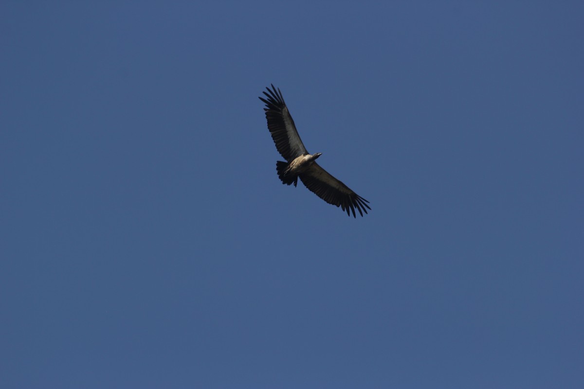 White-backed Vulture - Renato Brazerol