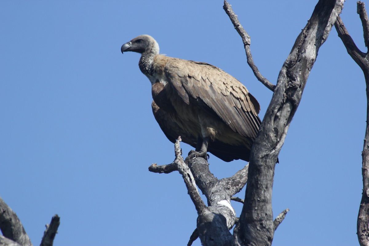 White-backed Vulture - Renato Brazerol