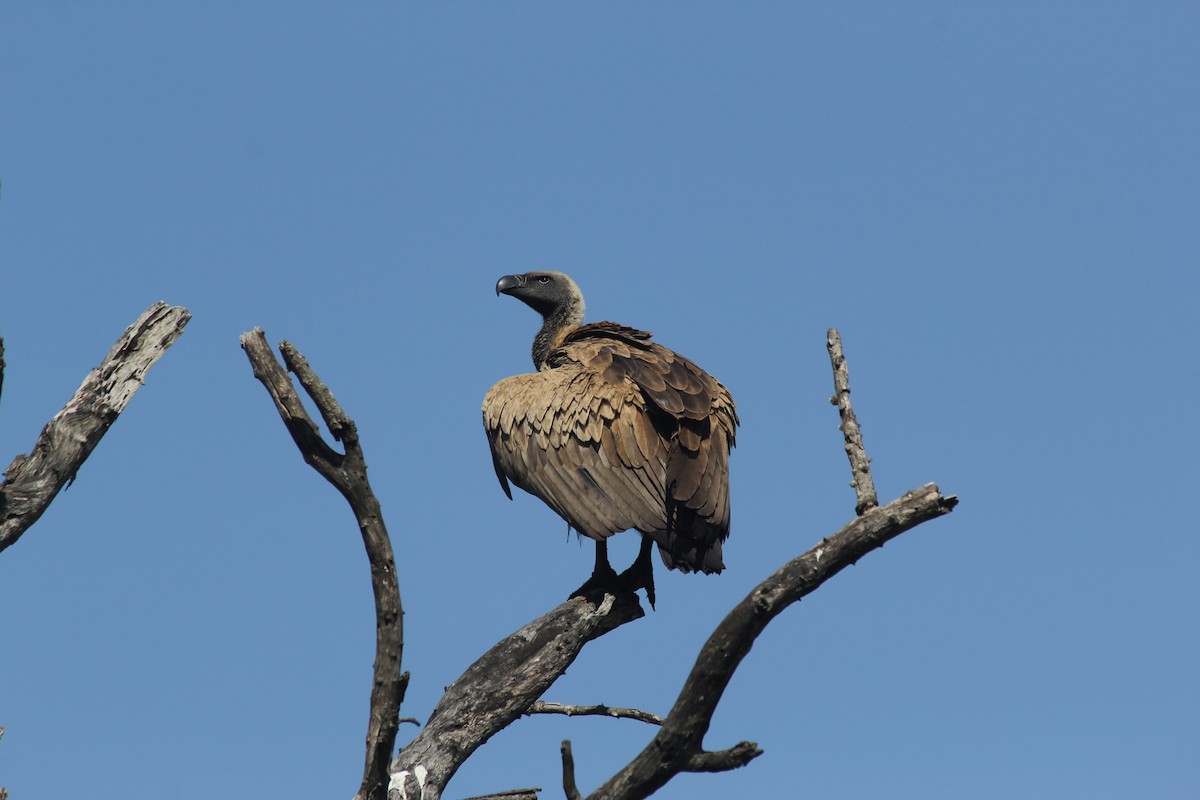 White-backed Vulture - Renato Brazerol