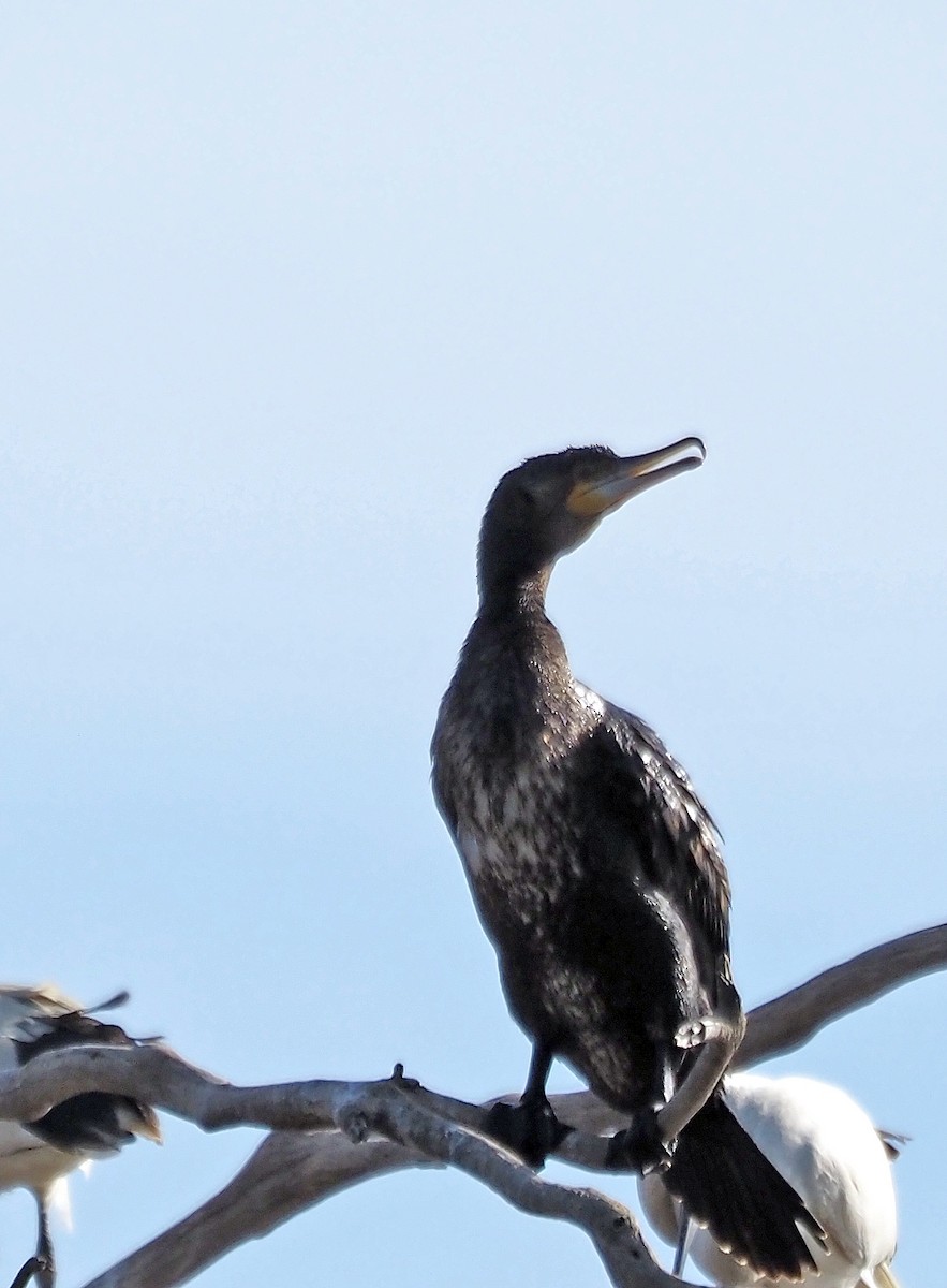 Great Cormorant - ML611618889