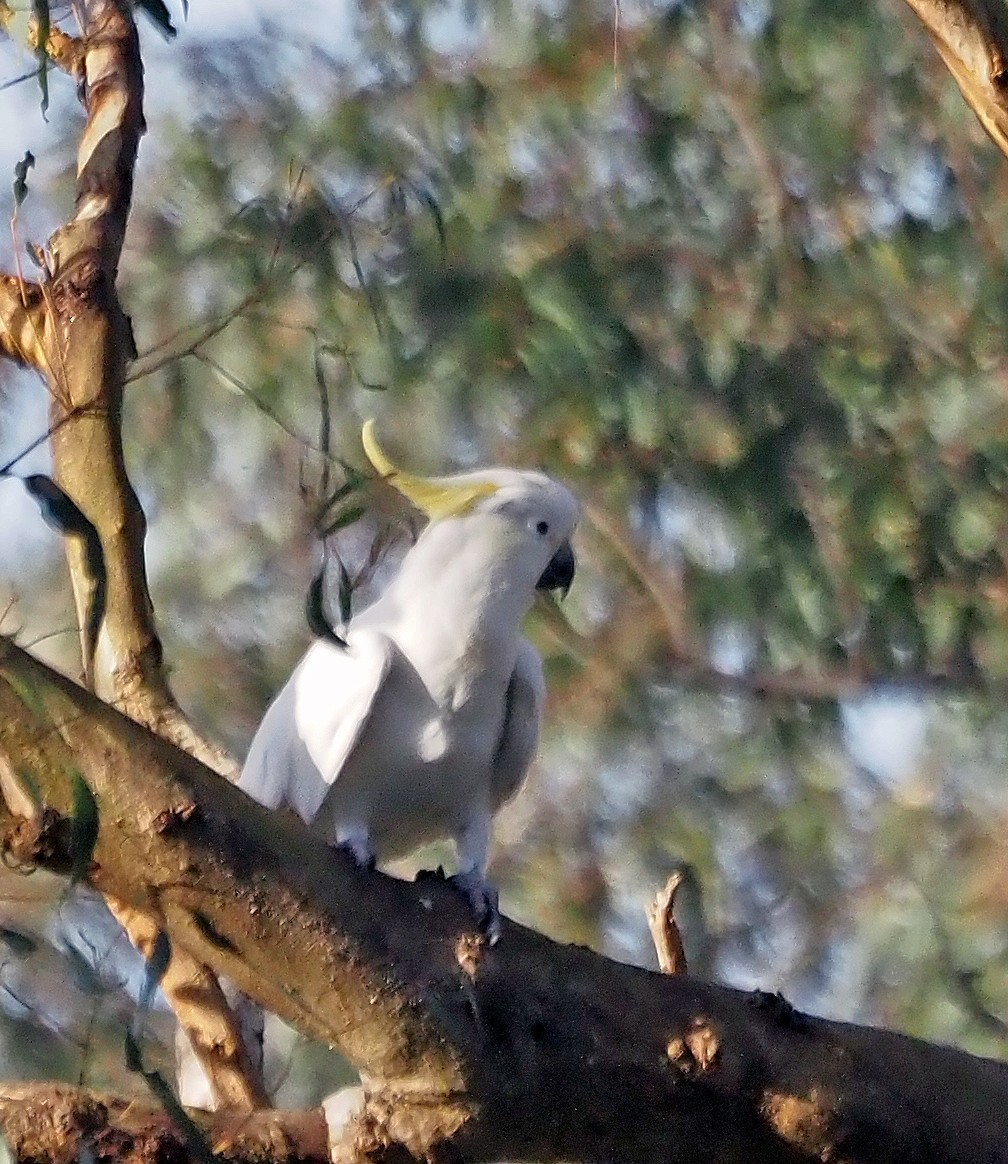 Sulphur-crested Cockatoo - ML611618931