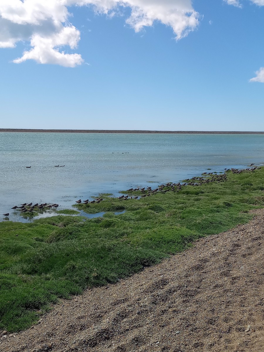 Hudsonian Godwit - ML611618953