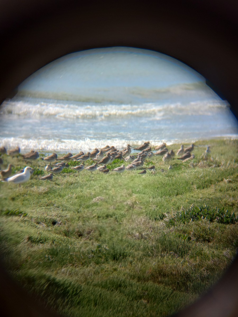 Red Knot - Ian Walker