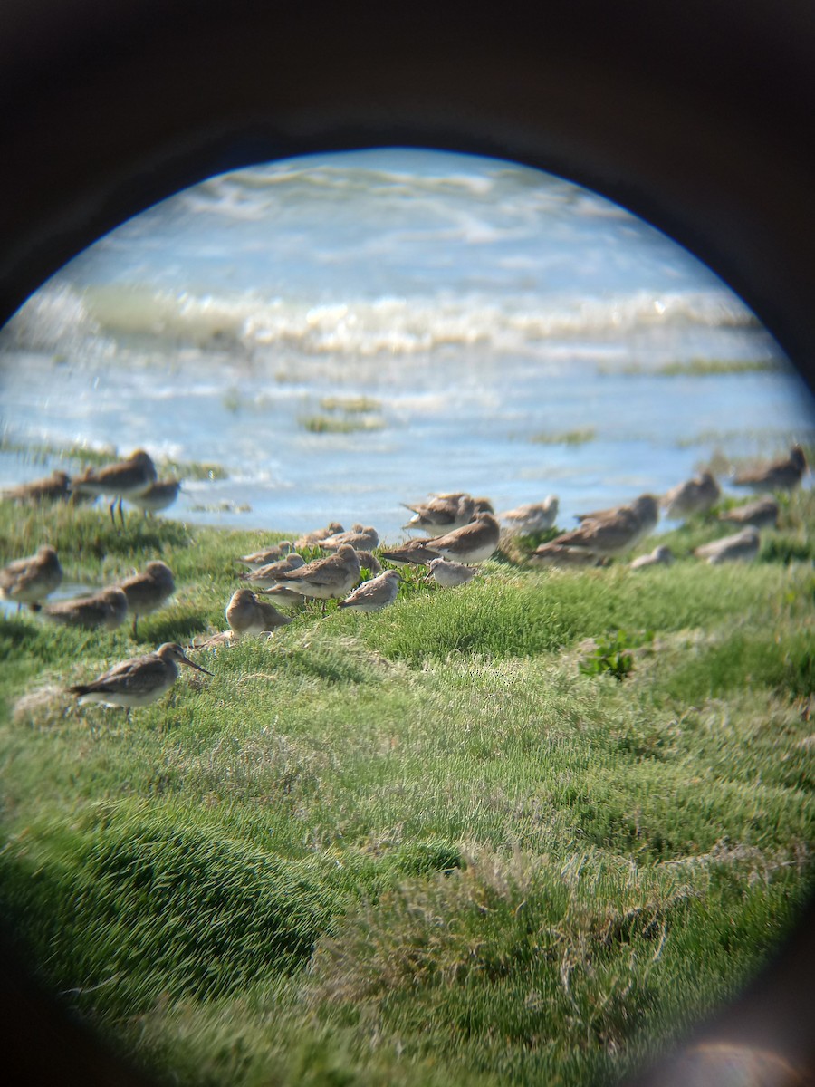 Red Knot - Ian Walker